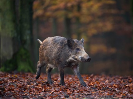 Wild Boar