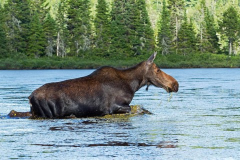 Moose