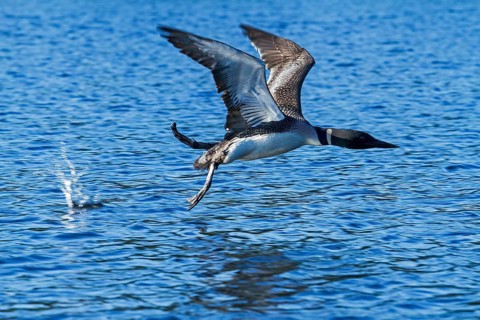 Great Northern Loon