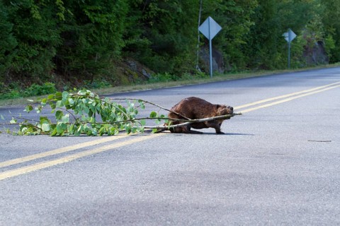 Beaver pulling a tree across a road