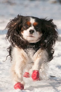 Cavalier King Charles Spaniel