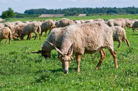 Racka sheep