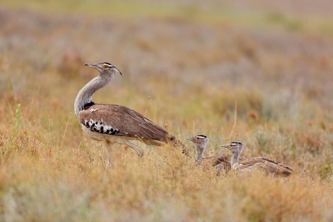 Kori bustard