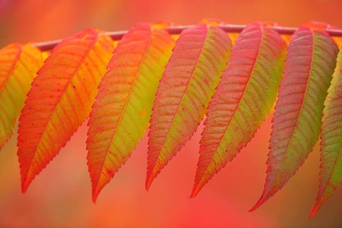 Staghorn sumac