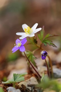Wood anemone