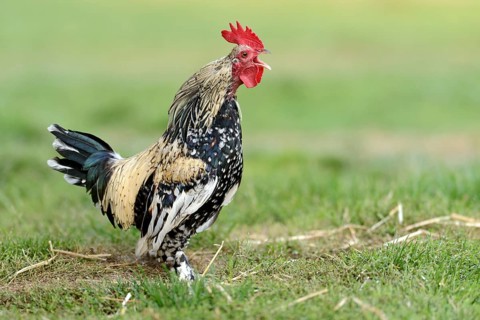 Bantam chicken