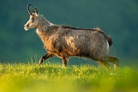Chamois