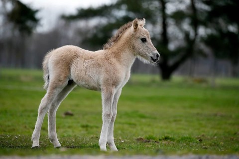 Wild Horse Duelmen