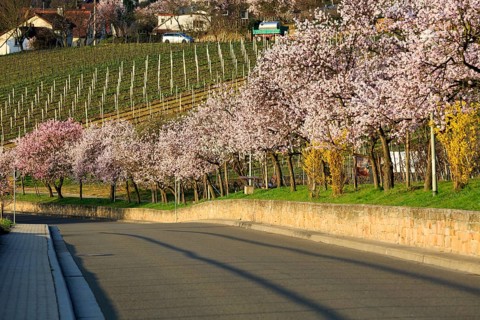 Almond tree