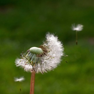 Dandelion