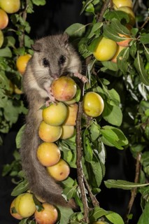 Edible dormouse