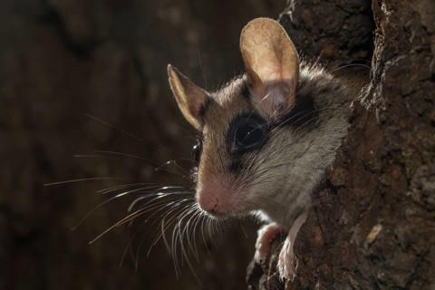 Garden dormouse