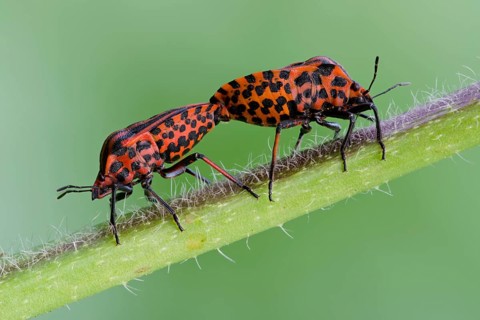Italian striped-bug
