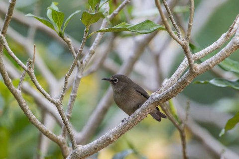 Seychelles white eye