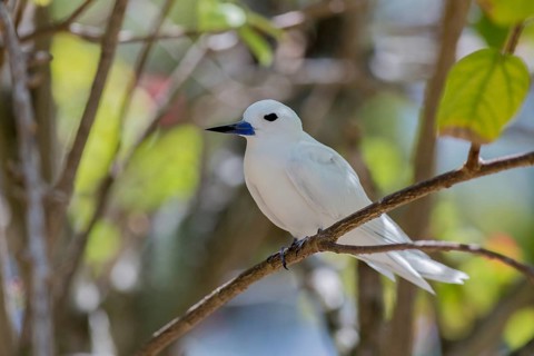White tern