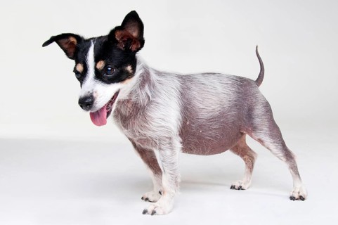 Jack Russell Terrier
