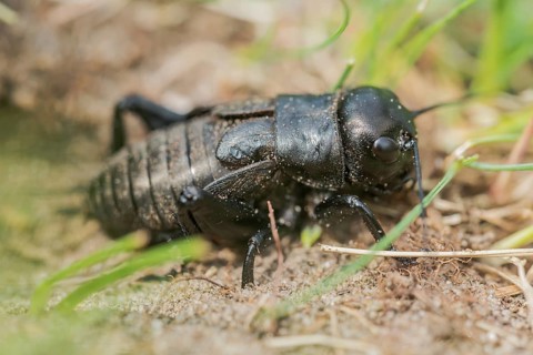 Gryllus campestris