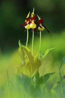 Yellow lady's slipper orchid