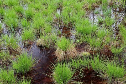 Sedges