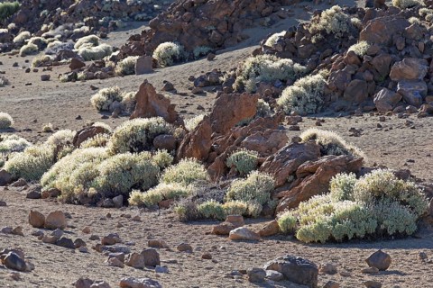 Tenerife