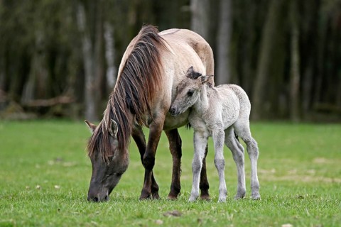 Wild Horse Duelmen