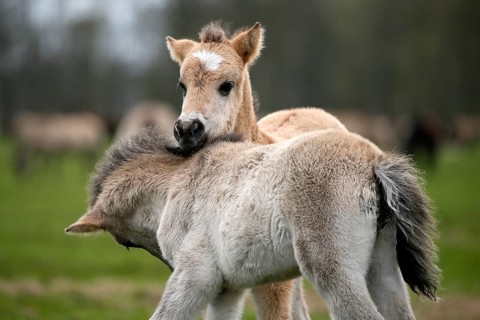 Wild Horse Duelmen