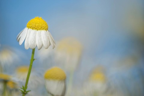 Scentless mayweed