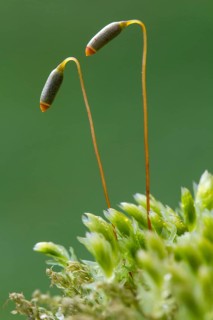 Gooseneck Star Moss