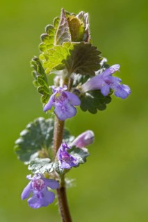 Ground ivy