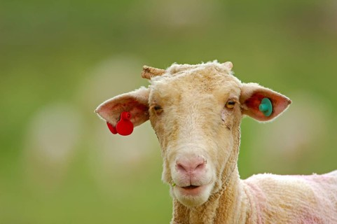 Merino sheep
