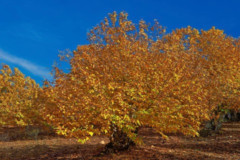 Chestnut