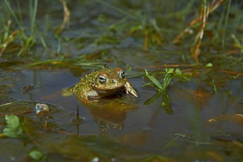 Natterjack Toad