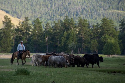 Yaks and shepherds on the river Ider