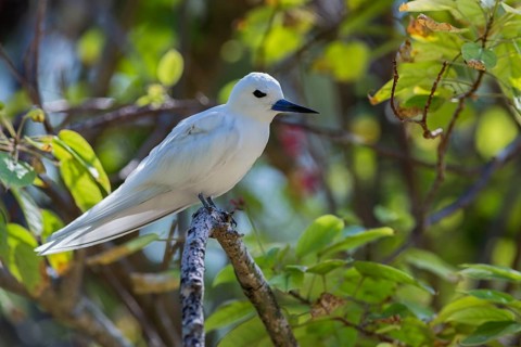White tern
