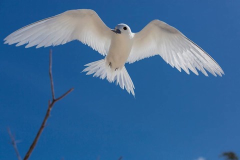 White tern