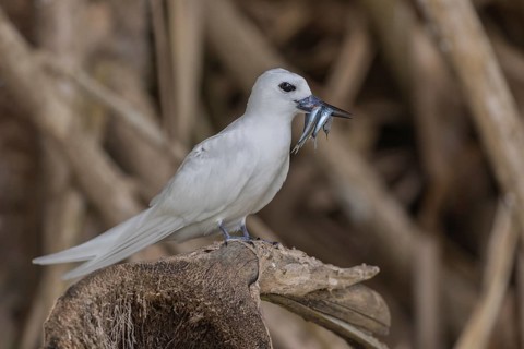 White tern