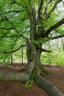 Snake beech in the primeval forest Sababurg