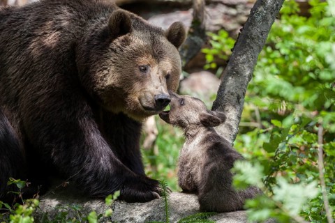 Brown bear