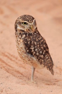 Burrowing owl