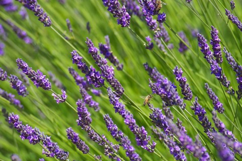 Lavender fields near Sault