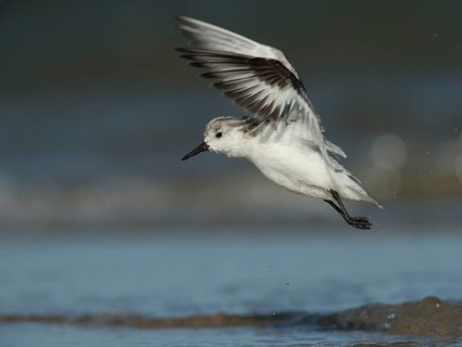 Sanderling
