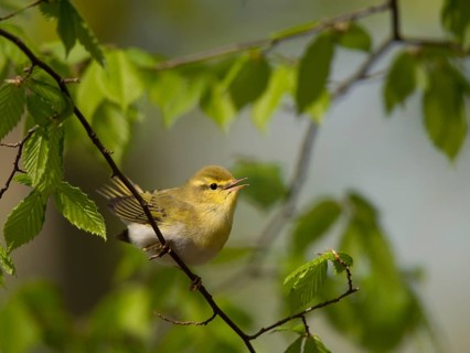 Wood warbler