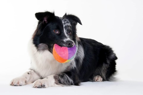 Australian Shepherd