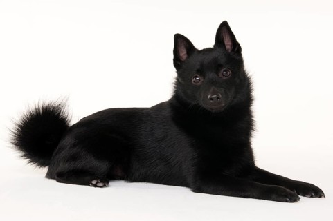 Schipperke