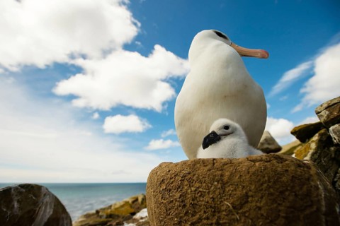 Black-browed Albatross