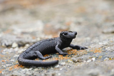 European Black Salamander
