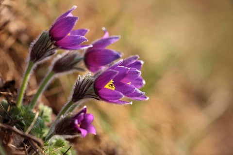 Common Pasque flower