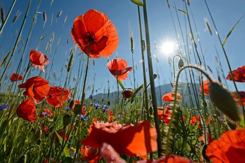 Poppy