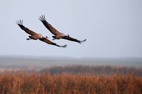 Common crane