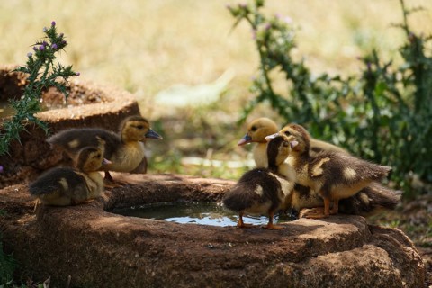 Ducklings at the trough